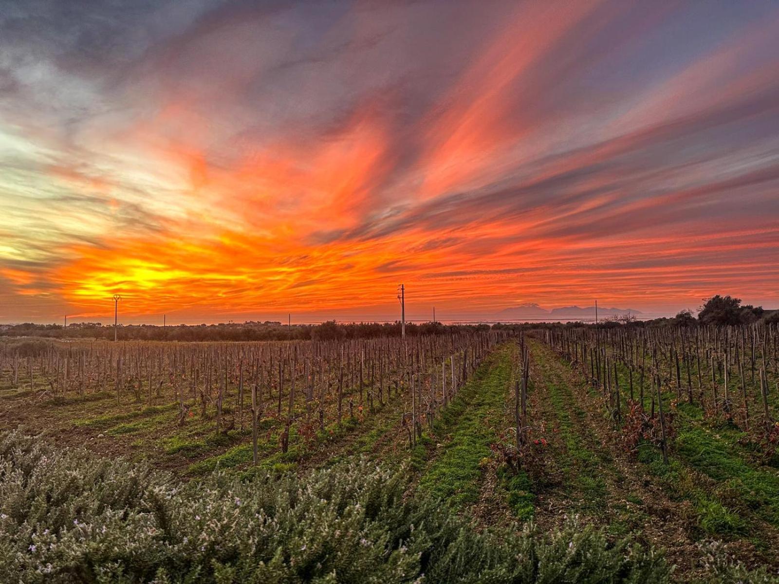 Agriturismo Baglio Donnafranca Wine Resort Marsala Ngoại thất bức ảnh