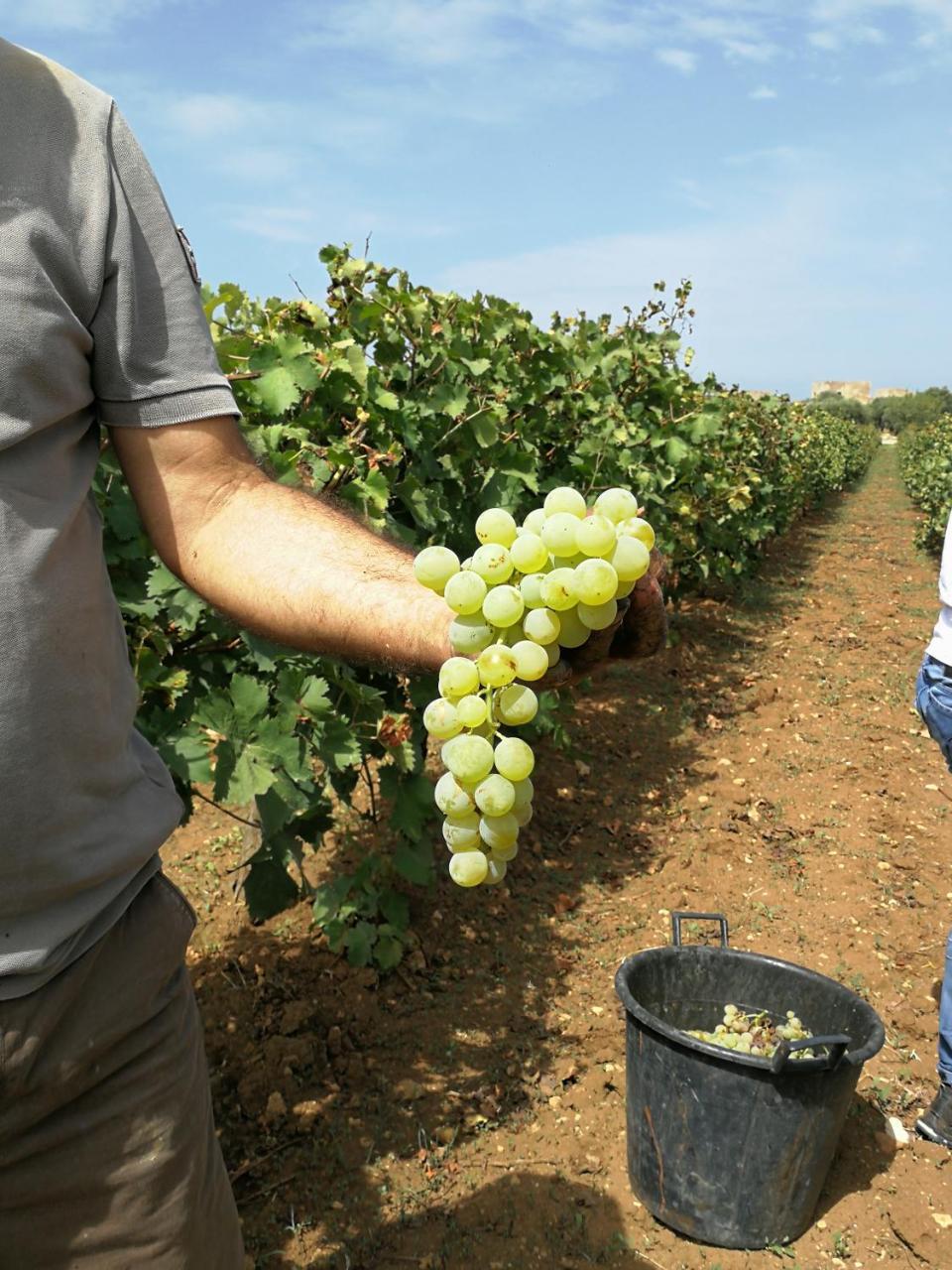 Agriturismo Baglio Donnafranca Wine Resort Marsala Ngoại thất bức ảnh